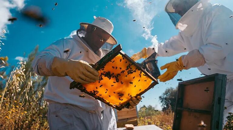 Пчеловодство с магазином «Улей»